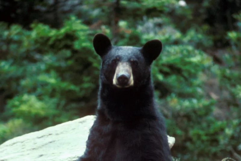 Big Bear Alpine Zoo, California